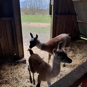 Gospodarstwo agroturystyczne Farm Billund